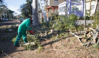 �POCA DE PODA Y CURSO DE PODADOR MATRICULADO